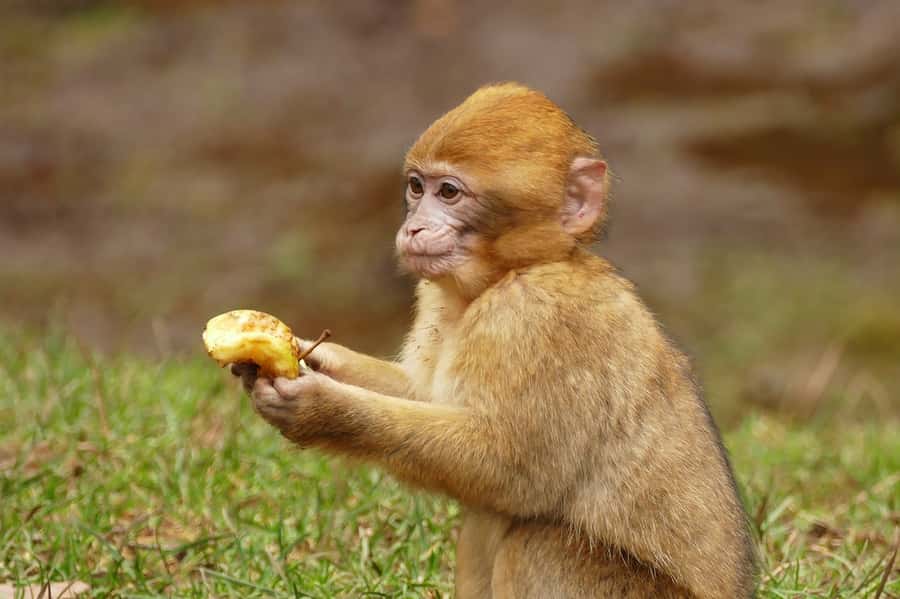 From Fez: Middle Atlas and Monkey Forest Day Trip - The Berber cave tea experience, where hospitality does the talking