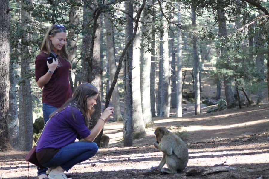 From Fez: Middle Atlas Day Trip with Ifrane National Park - Middle Atlas Day Trip From Fez: A Tasty Mix of Culture and Wildlife