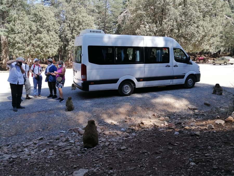 From Fez: Middle Atlas Day Trip with Ifrane National Park - Immouzar Cave Homes and Berber Tea: The Local Stop People Remember