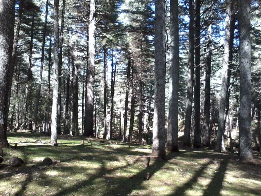 From Fez: Middle Atlas Day Trip with Ifrane National Park - Price and Value: What $17 Buys You, and What It Does Not