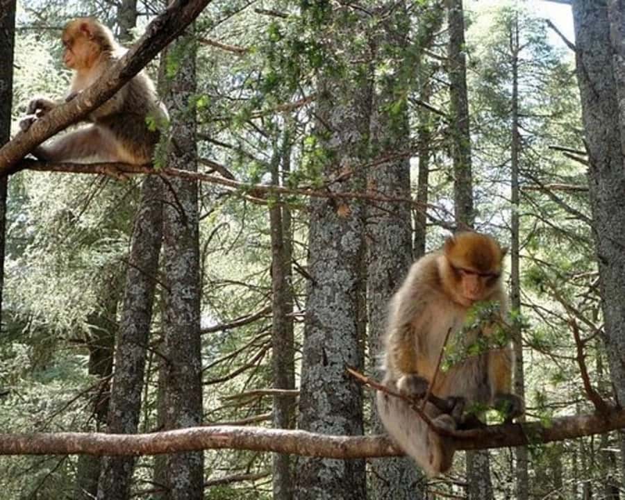 From Fez: Middle Atlas Ifran and Forest of Monkeys Day Trip - Ain Vital viewpoints and the “extra stop” factor