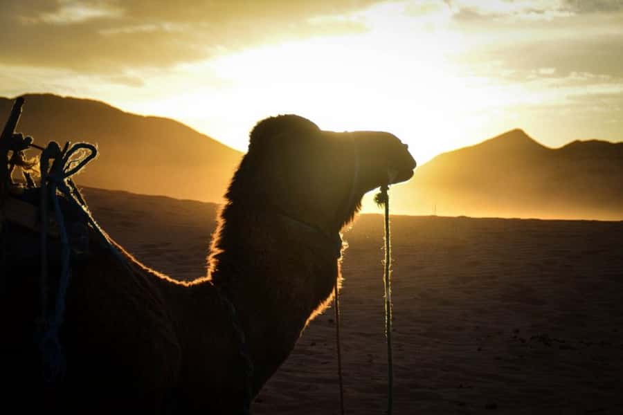 From Marrakech: 2-Day Desert Excursion - Atlas Mountains to Zagora, and the timing reality check