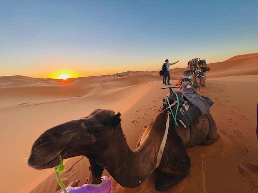 From Marrakech: 3-Day Luxury Desert Tour to Fes via Merzouga - Dades Valley guesthouse night: where you catch your breath
