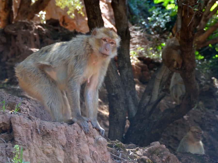 From Marrakech: A day Trip to Ouzoud waterfalls - Stop-by-stop: how the day unfolds (and what each part is really for)
