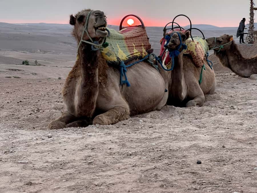 From Marrakech: Agafay Desert Sunset, Quad Biking, & Dinner - Sunset in Agafay: Why This Timing Feels Right