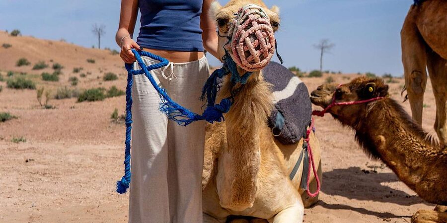 From Marrakech: Agafay Sunset Camel Tour with Dinner & Show - The performances: Berber music, dance, fire, and a cirque-style show