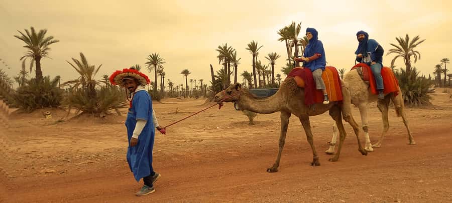 From Marrakech: Camel ride in the oasis palmeraie Grove - Key Highlights You’ll Actually Care About