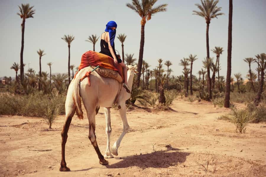 From Marrakech: Camel ride in the oasis palmeraie Grove - Who This Tour Fits Best, and Who Should Skip It