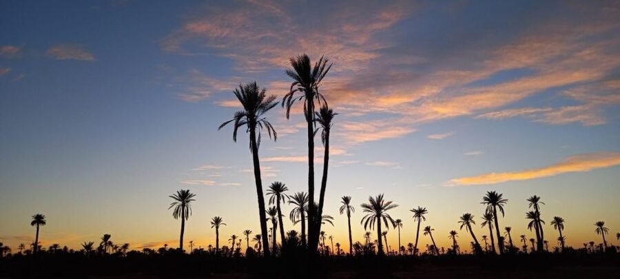 From Marrakech: Camel ride in the oasis palmeraie Grove - Group Size, Comfort, and the Human Touch