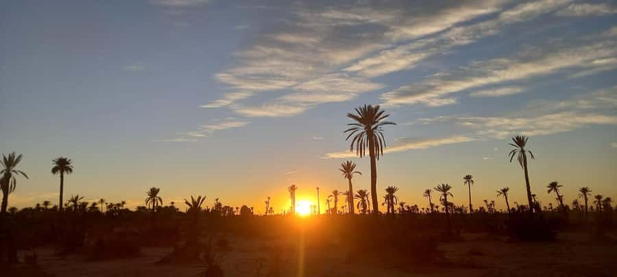 From Marrakech: Camel ride in the oasis palmeraie Grove - Timing, Sunset Dreams, and How to Avoid a Rushed Ride