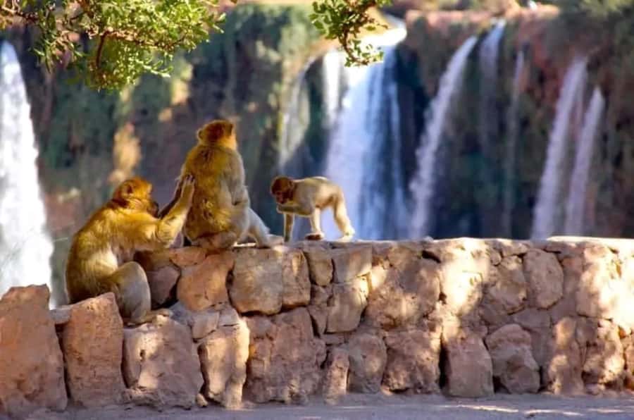 From Marrakech: Day Tour to Ouzoud Waterfalls - Marrakech to Ouzoud, with pickup that keeps your day simple