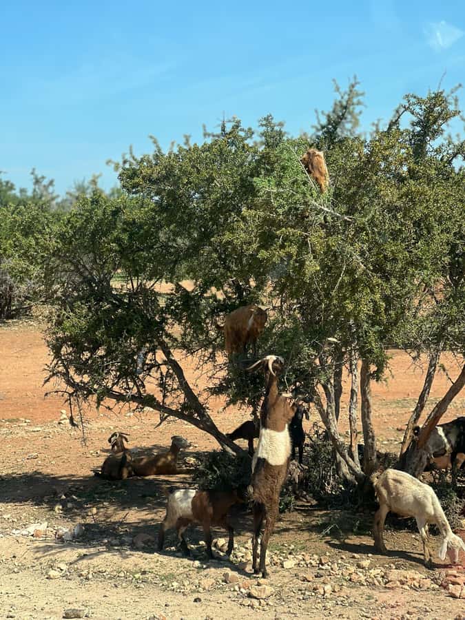 From Marrakech: Day Trip to Essaouira with Transfers - The argan-forest crossing and the women-led cooperative stop