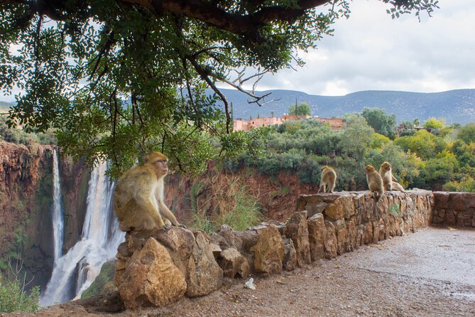 From Marrakech: Day trip to Ouzoud waterfalls and boat tour - Cascades d’Ouzoud: free entry and your first look