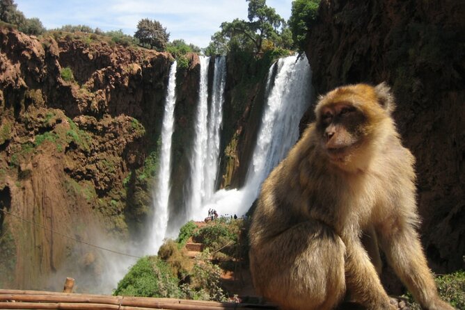 From Marrakech: Day Trip to Ouzoud Waterfalls Guided & Boat Ride - From Marrakech to Ouzoud Falls: the real day-trip tradeoff