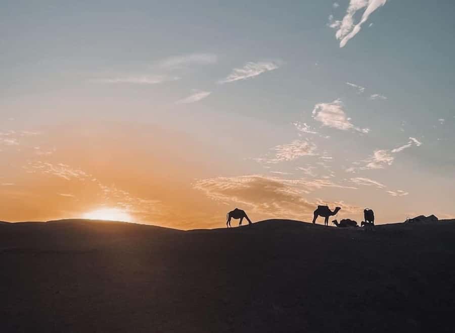 From Marrakech: Dinner show in Agafay Desert & Sunset Quad - Key highlights to watch for