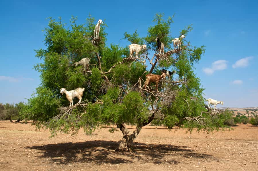 From Marrakech: Essaouira & Atlantic Coast Full-Day Trip - Essaouira in one day: a coast town with a calmer pace