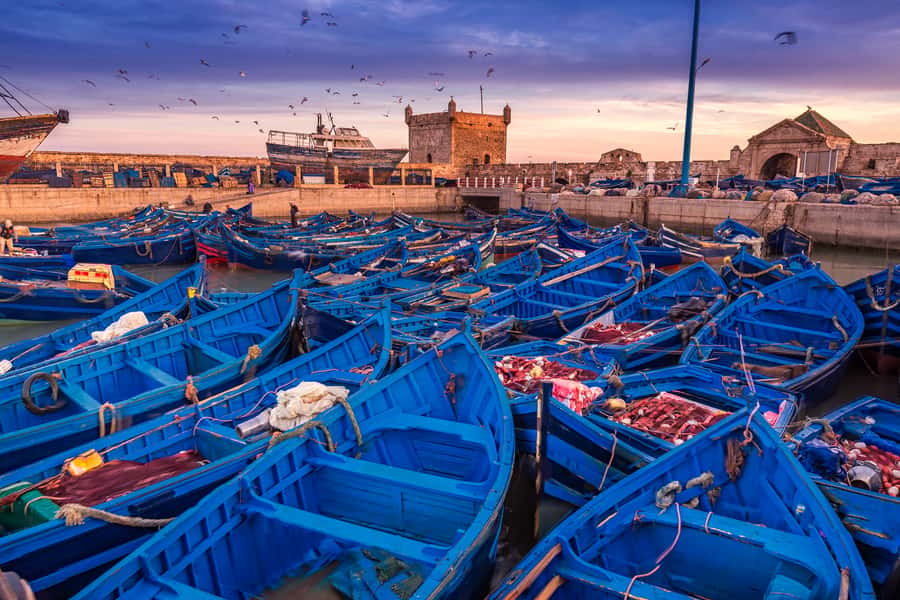 From Marrakech: Essaouira & Atlantic Coast Full-Day Trip - Medina wandering: Portuguese lines, Gnaoua music, and thuya craft shops
