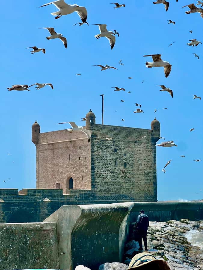 From Marrakech: Essaouira Coastal City Day Trip - Fish Market And Beach Time: A Day That Feels Like A Real Break
