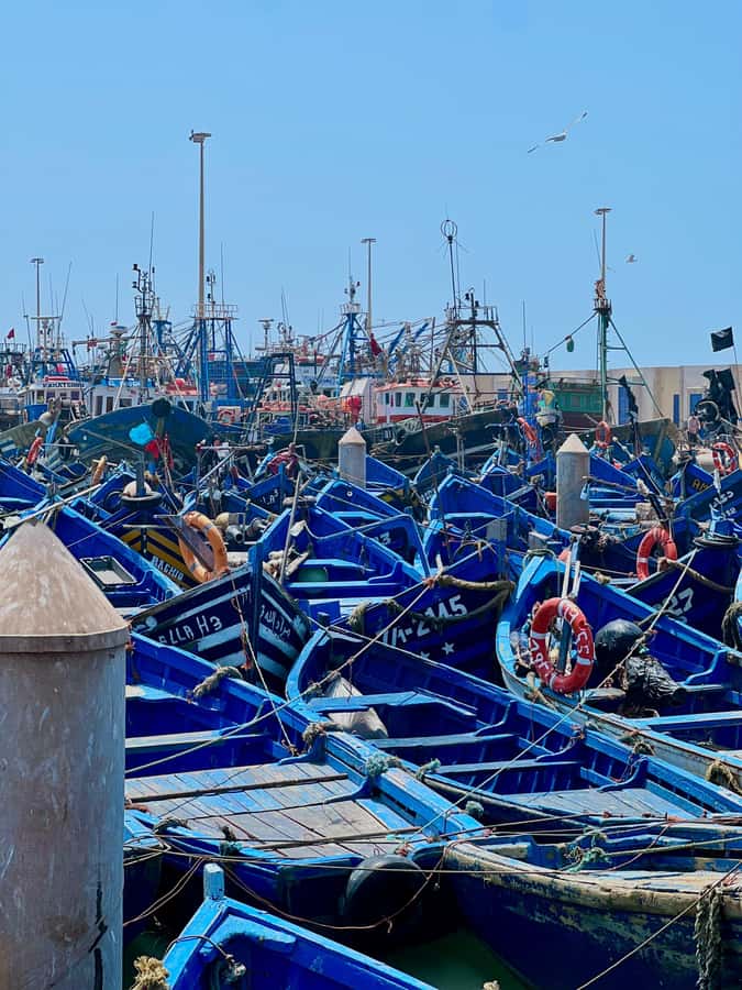 From Marrakech: Essaouira Coastal City Day Trip - Argan Oil Visit: Not A Sales Pitch, A Working Cooperative
