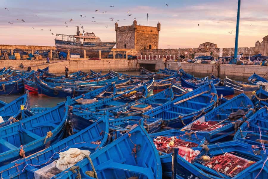 From Marrakech: Essaouira Coastal Escape with Lunch - The women-run argan cooperative stop (and why it is worth your time)