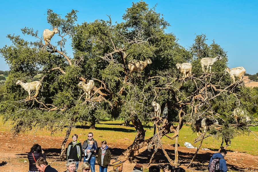From Marrakech: Essaouira Day Tour with Optional Activities - The Early Road Stops That Make a 10-Hour Day Work