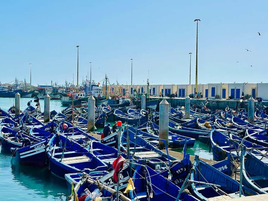 From Marrakech: Essaouira day Trip with camel, horse & quad - The ride from Marrakech: how the day actually flows