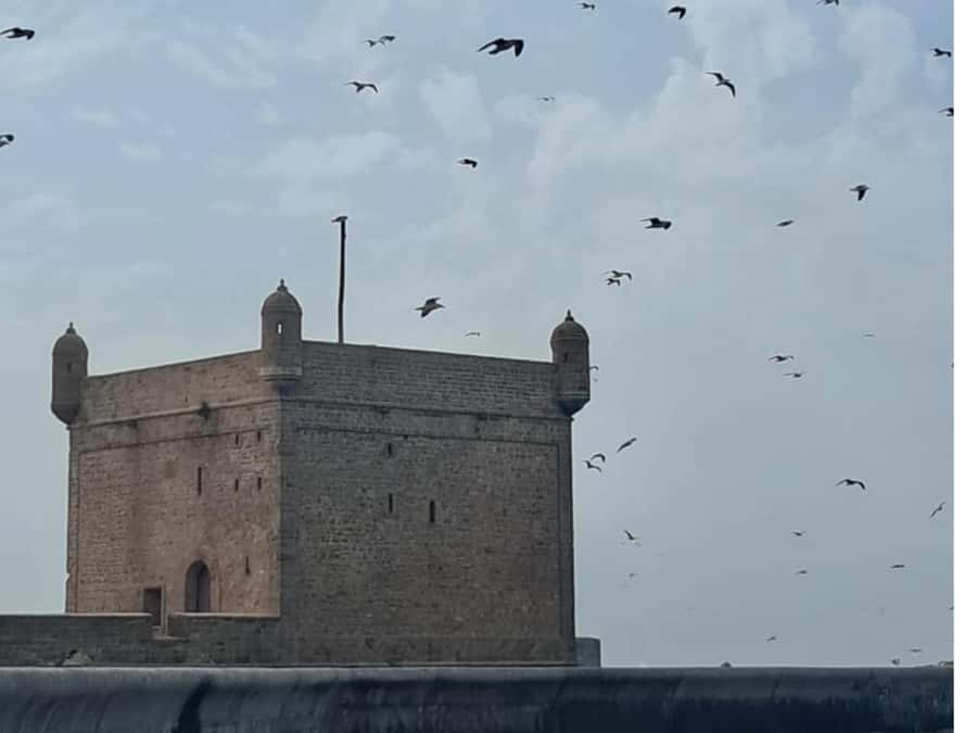 From Marrakech: Essaouira day Trip with camel, horse & quad - Driver and guide quality: why it makes or breaks the day