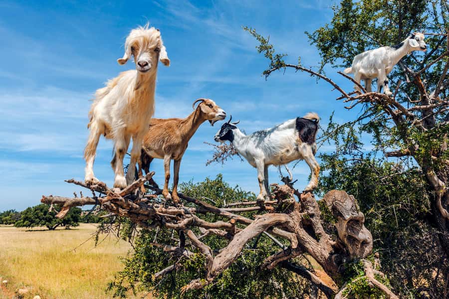 From Marrakech: Essaouira Day Trip with Hotel Pickup - Who should book this, and who should skip it