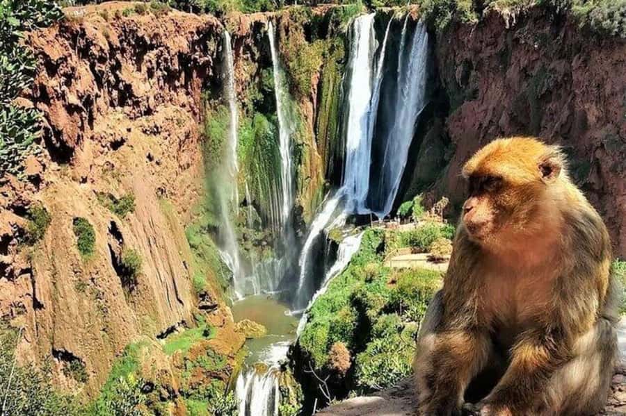 From Marrakech: Guided Ouzoud Waterfalls Tour with Boat Ride - Price and value at about $13: what you really get for the money