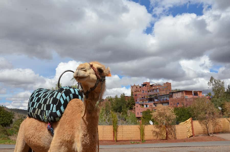 From Marrakech: Ourika Valley Day Trip with Lunch - Ghamt Mosque, Medicinal Plants, and the Small Sightseeing That Adds Depth