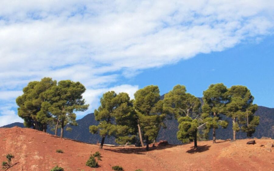 From Marrakech: Ourika Valley Tour with Lunch & Camel Ride - Atlas Mountains drive from Marrakech, and why you should pay attention early