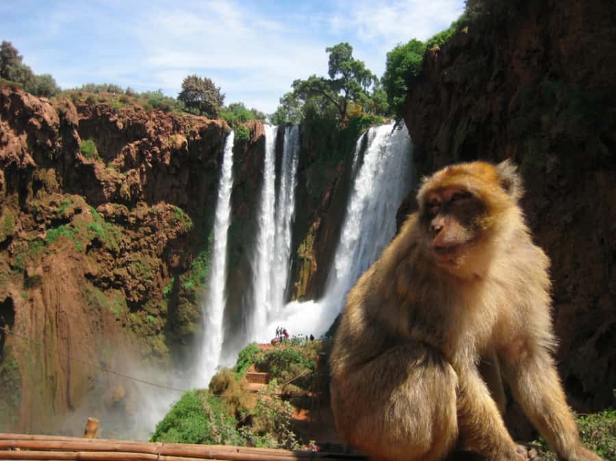 From Marrakech: Ouzoud Waterfall Local guide & Boat Ride - Timing and what fills the “middle” of the day