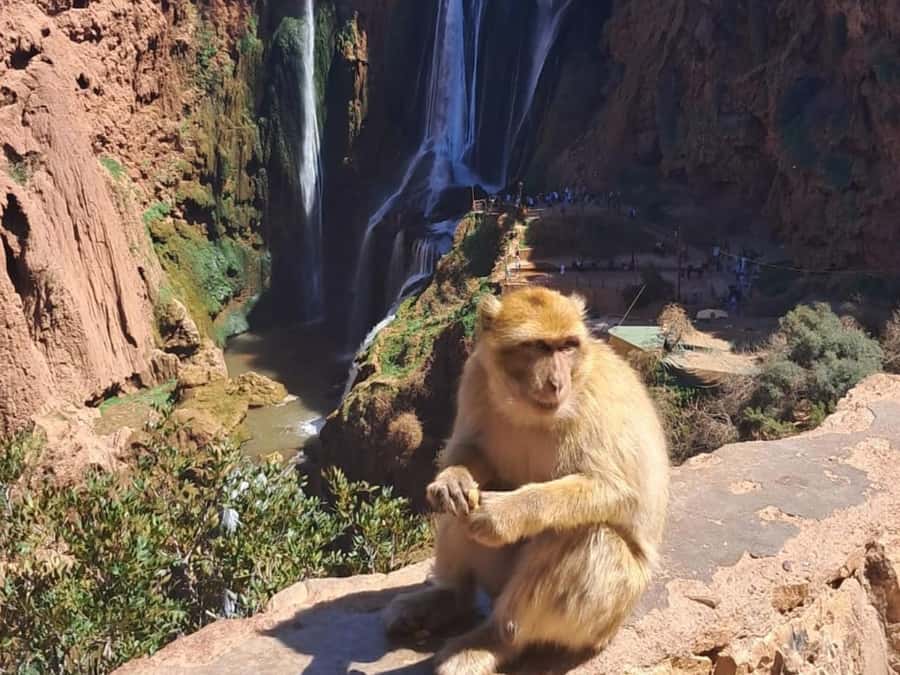 From Marrakech:Ouzoud Waterfalls Day Trip with Boat Tour - From Marrakech to Ouzoud: A Long Day, A/C, and Pickup Points