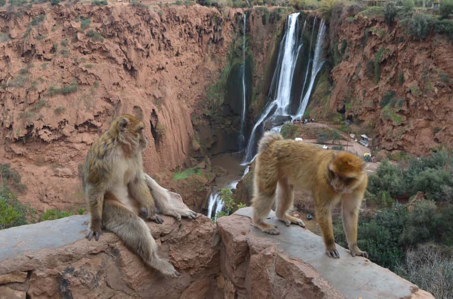 From Marrakech: Ouzoud Waterfalls Guided Hike and Boat Tour - Barbary Monkeys: Fun Photos, Clear Rules, and No Touching