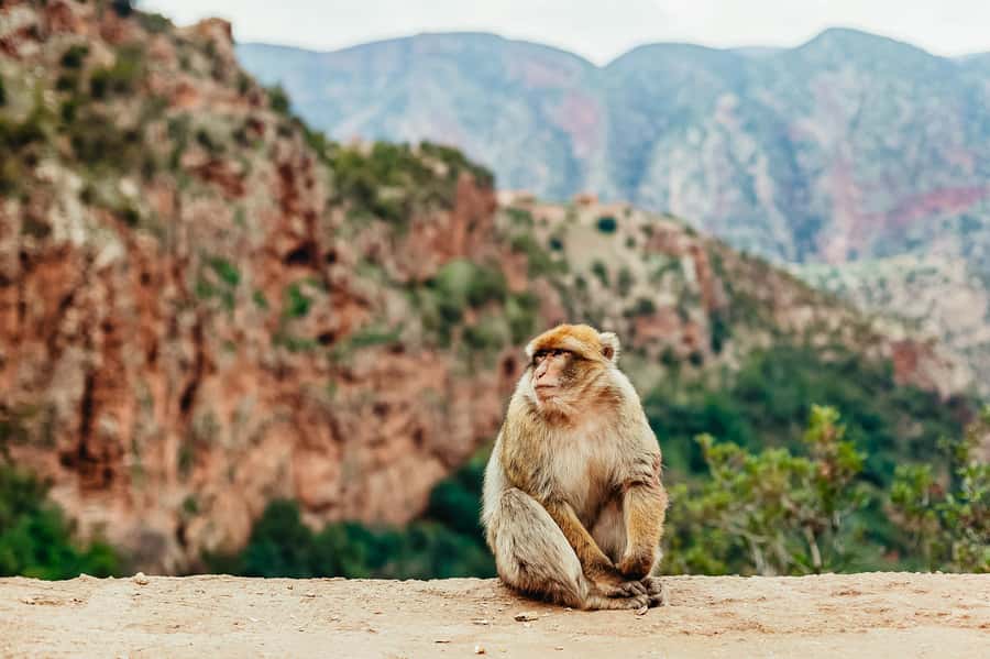 From Marrakech: Ouzoud Waterfalls Guided Hike and Boat Trip - Tips to make your Ouzoud day smoother