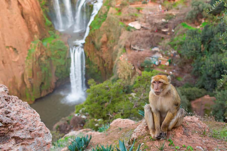From Marrakech: Ouzoud Waterfalls Guided Tour and Boat Ride - Quick hits before you go