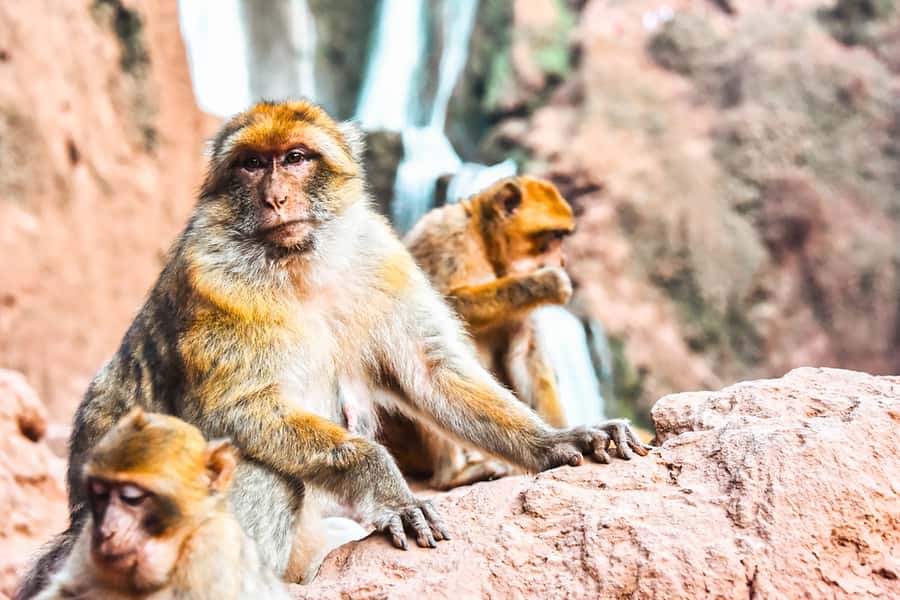 From Marrakech: Ouzoud Waterfalls Guided Tour & Boat Ride - Monkeys, peanuts, and keeping the day calm