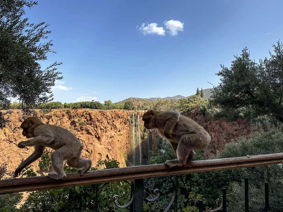 From Marrakech: Ouzoud Waterfalls guided trip with boat ride - Lunch With a View: Worth It, but Not Included