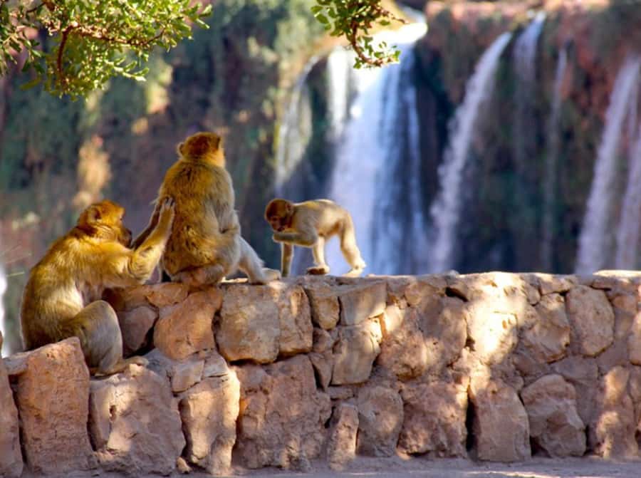 From Marrakech: Private Ouzoud Falls & Boat Ride Day Trip - Marrakech to Ouzoud: the part you feel in your knees and your schedule