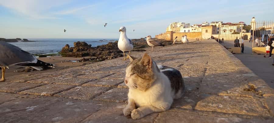 From Marrakech: Small Group To Essaouira & Medina Day Trip - Key things to know before you go