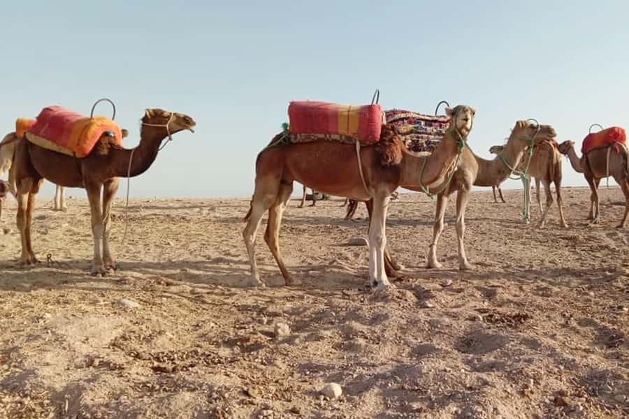 From Marrakech: Sunset Camel Ride in the Agafay Desert - Key highlights you should care about