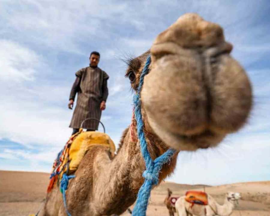 From Marrakech: Sunset Camel Ride in the Agafay Desert - Practical checklist for a better Agafay evening