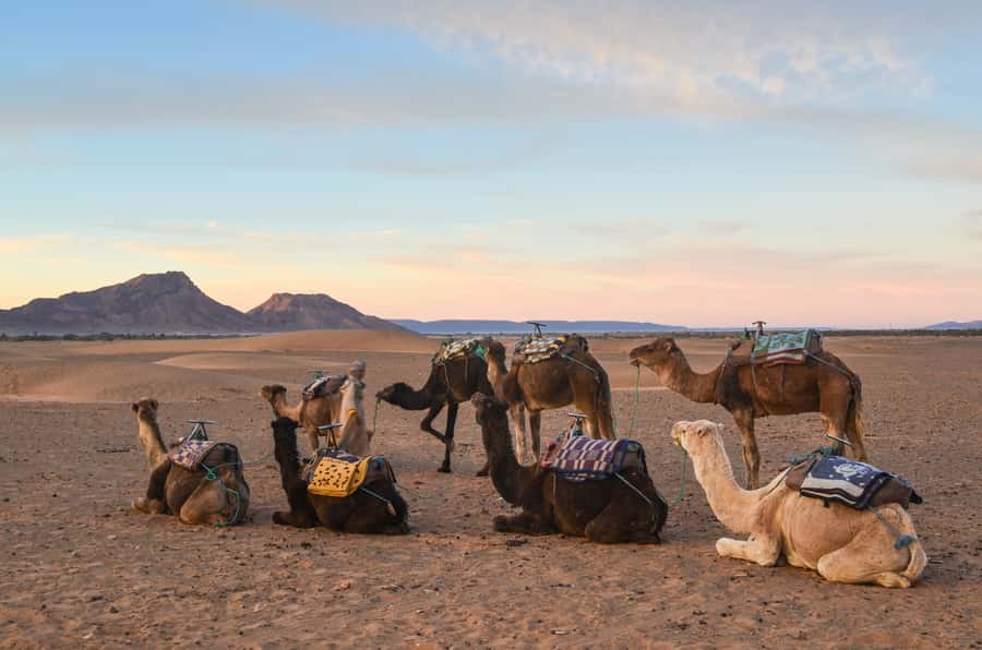 From Marrakesh: 2-Day Desert Zagoura Tour - Camel Ride Into the Dunes: 1.5 Hours of Real Desert Views