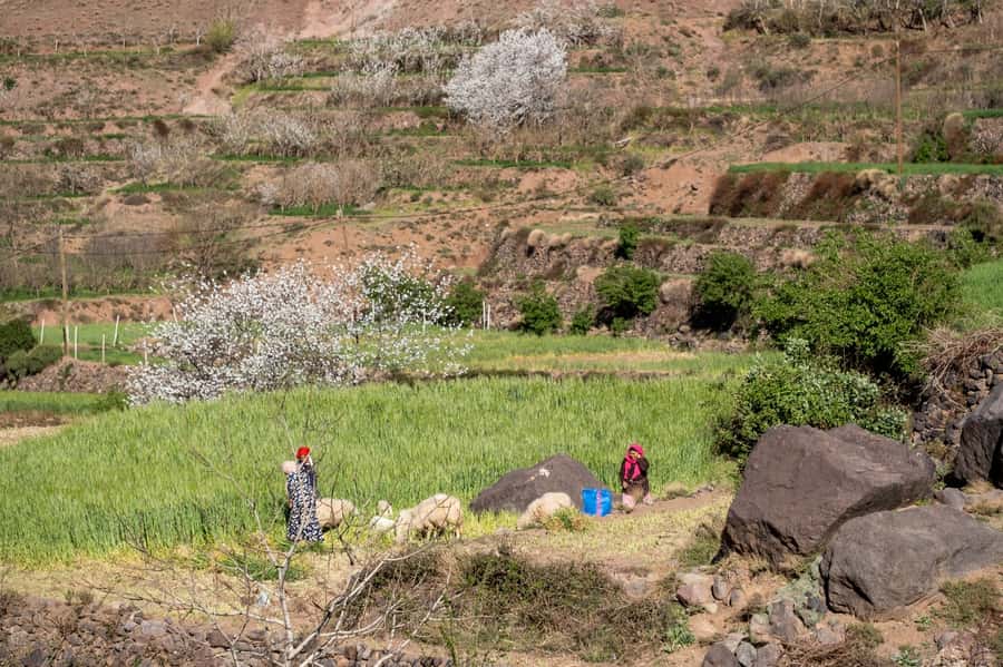 From Marrakesh: Atlas Mountains Talamrout Summit Day Hike - Price and Value: $45 for Pickup, Guide, Lunch, and a Real Mountain Day