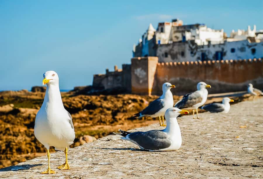 From Marrakesh: Essaouira Full-Day Trip - Beach time on Essaouira’s coast: enjoy the wind, plan for it