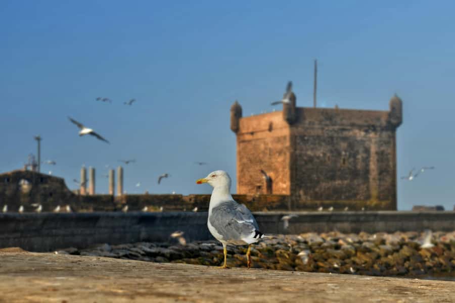 From Marrakesh: Small Group To Essaouira With Opt Activities - Lunch, Free Time, and Building Your Own Essaouira Plan