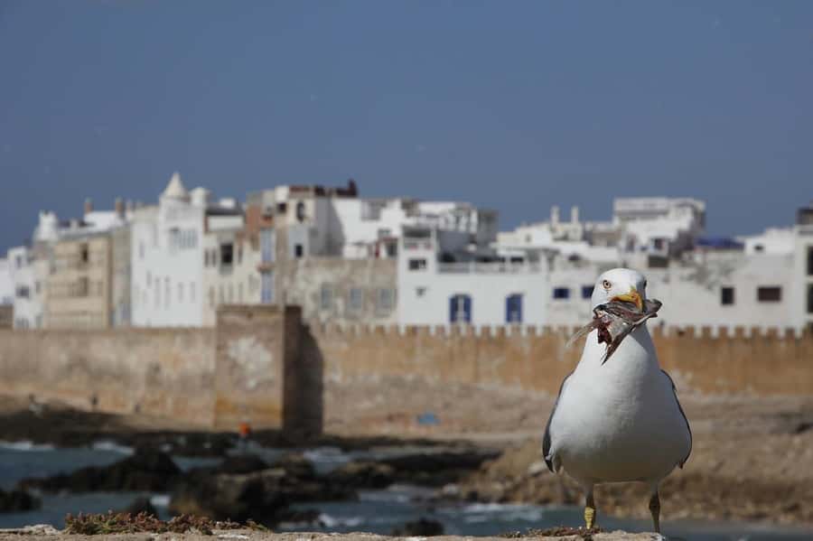 From Marrakesh: Small Group To Essaouira With Opt Activities - Atlantic Cannons, Cedar Woodwork, and the Best Photo Moments