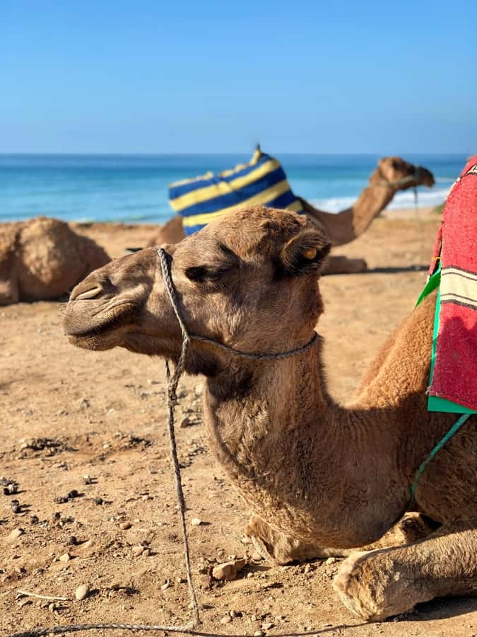 From Tangier: Asilah Tour with Tea Tasting & Camel Ride - Hercules Caves: myth, rock formations, and what to do with cave entry