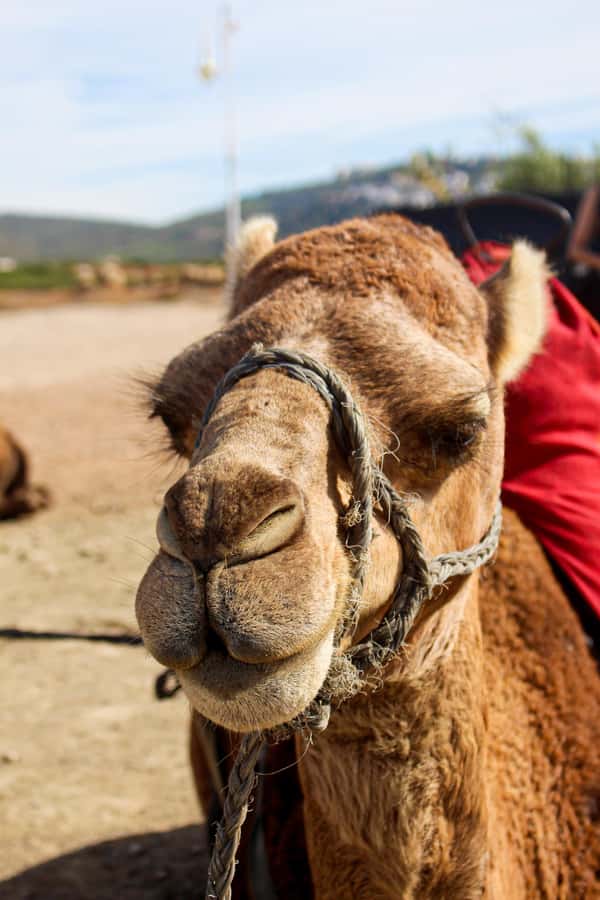 From Tangier: Cap Spartel and Hercules Cave with Camel Ride - What to Wear and Bring for Tangier Sun, Steps, and Sea Wind