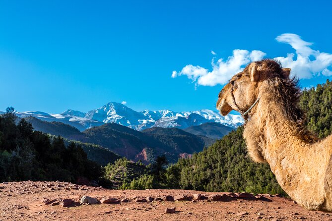 Full Day Berber Villages and Atlas Mountains 4x4 Adventure - Leaving Marrakech: The Drive Into Atlas Foothills You Can Actually Feel